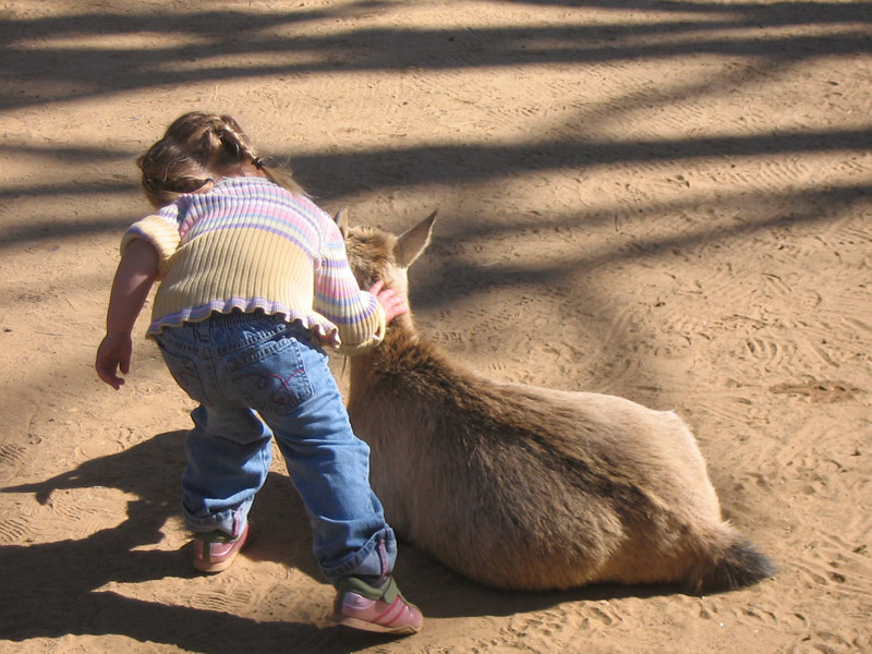 pettinggoat.jpg