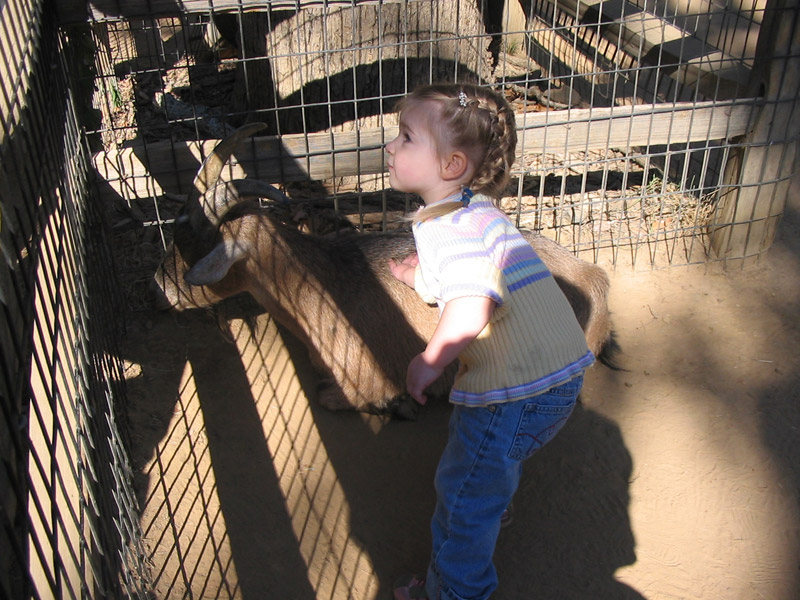 pettinggoat2.jpg