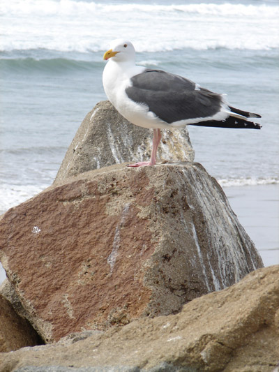 seagull.jpg