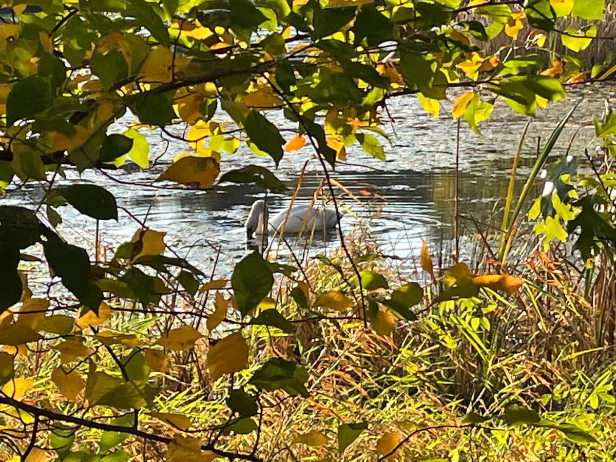 The Changing of the Seasons